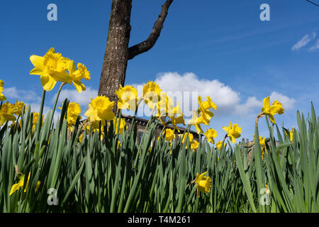 Gegen einen blauen Himmel und weiße, flauschige Wolken sind gelbe Narzissen gegen einen Baumstamm. Stockfoto