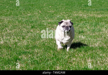 Eine ältere Mops zu Fuß durch das Gras Stockfoto