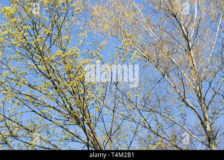 Frühling blühende Zweige Ahorn und Birke mit Blumen auf blauer Himmel an einem sonnigen Tag Stockfoto