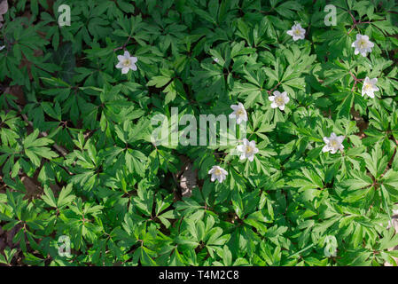 Anemone officinalis Buschwindröschen, Cuneata, thimbleweed oder Geruch fox Frühjahr weiße Blumen Stockfoto