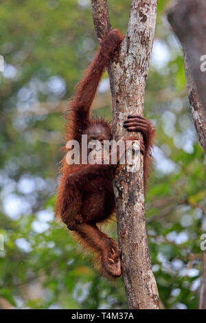 Orang-utan auf einen Baum in Tanjung Puting Naturschutzgebiet Kalimantan Borneo Indonesien Stockfoto