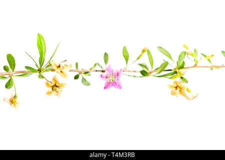 Goji Blumen auf weißem Hintergrund, natürlichen Zutaten Stockfoto