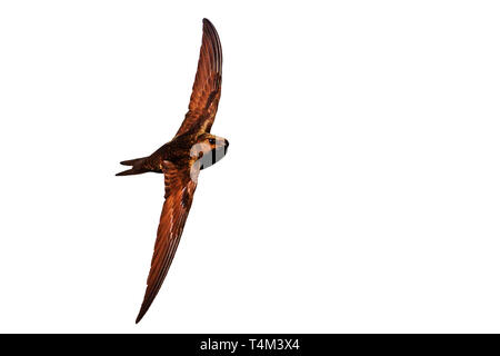 Swift im Flug auf weißem Hintergrund, wilde Natur Stockfoto