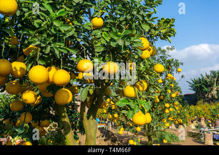 Reif pomelo Früchte hängen an den Bäumen im Garten. Stockfoto