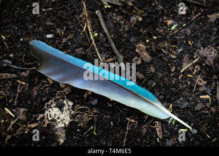 Blaue Feder eines motmot Vogel, der auf der Erde Stockfoto
