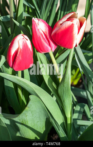 Gruppe Tulpen Leen Van Der Mark wächst in einem Grenzgebiet Schale geformte Blumen rot mit weißen Kanten, die zu den Triumph Gruppe Tulpen Abteilung 3 Stockfoto
