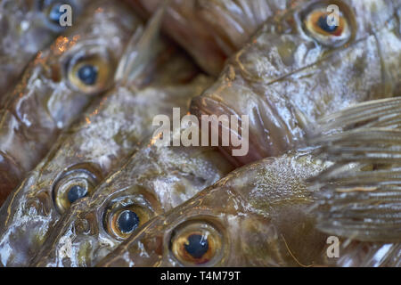 Nahaufnahme von Fisch Augen (John Dory) starrt in einen Fischmarkt in Marokko (Tanger), Nordafrika Stockfoto