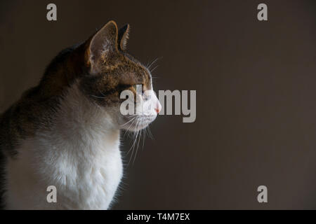 Profilbildnis Tabby und weiße Katze. Stockfoto