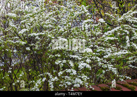 Fabrikantenvilla Argutain in voller Blüte im Frühjahr rief auch Bridal wreath oder Schaum zu einem Sommergrünen Strauch, voller Sonne mag und ist vollkommen winterhart Stockfoto