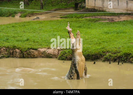 Die "Flying Crocodile' anzeigen Stockfoto