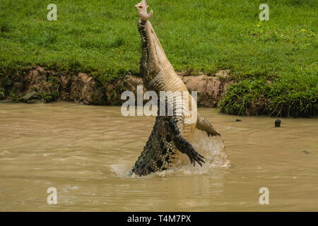 Die "Flying Crocodile' anzeigen Stockfoto