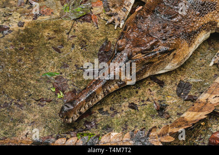 Die false gharial (Tomistoma schlegelii), auch bekannt als Malaiische gharial, Sunda gharial und tomistoma, ist ein Süßwasser Krokodile Stockfoto