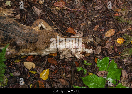 Die false gharial (Tomistoma schlegelii) Essen ein Küken, auch bekannt als Malaiische gharial, Sunda gharial und tomistoma, ist ein Süßwasser Krokodile Stockfoto