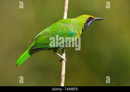 Golden-fronted leafbird, Chloropsis aurifrons, männlich, Western Ghats, Indien. Stockfoto