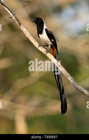 White-bellied treepie, Dendrocitta leucogastra, Western Ghats, Indien. Stockfoto