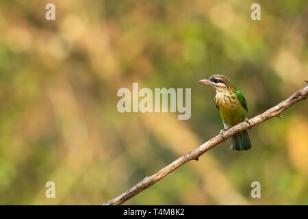 Weiß ist barbet, Psilopogon viridis, Western Ghats, Indien. Stockfoto