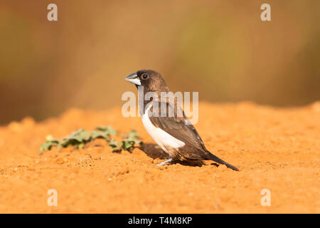 Weiß rumped Munia, Lonchura striata, Western Ghats, Indien. Stockfoto