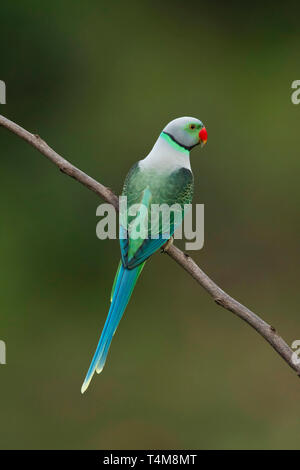 Blue winged parakeet, Malabar parakeet, Psittacula columboides, männlich, Nilgiri Berge, Western Ghats, Tamil Nadu, Indien. Stockfoto