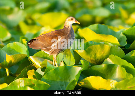 Gemeinsame Sumpfhuhn juv, Gallinula chloropus, Ladakh, Jammu und Kaschmir, Indien. Stockfoto