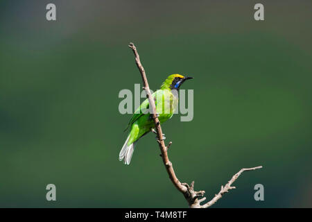 Golden-fronted leafbird, Chloropsis aurifrons, Nilgiri Berge, Western Ghats, Tamil Nadu, Indien. Stockfoto