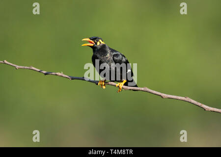 Hill myna, Gracula religiosa, Nilgiri Berge, Western Ghats, Tamil Nadu, Indien. Stockfoto