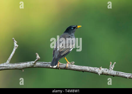 Dschungel myna, Acridotheres fuscus, Nilgiri Berge, Western Ghats, Tamil Nadu, Indien. Stockfoto