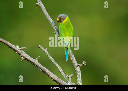 Pflaume-headed parakeet, Psittacula cyanocephala, weiblich, Nilgiri Berge, Western Ghats, Tamil Nadu, Indien. Stockfoto