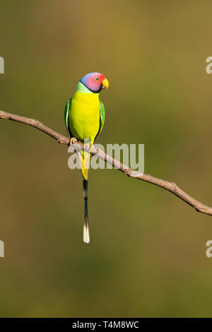 Pflaume-headed parakeet, Psittacula cyanocephala, männlich, Nilgiri Berge, Western Ghats, Tamil Nadu, Indien. Stockfoto