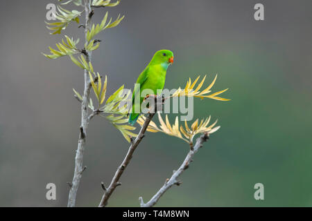 Vernal hängenden Papagei, Loriculus vernalis, Nilgiri Berge, Western Ghats, Tamil Nadu, Indien. Stockfoto