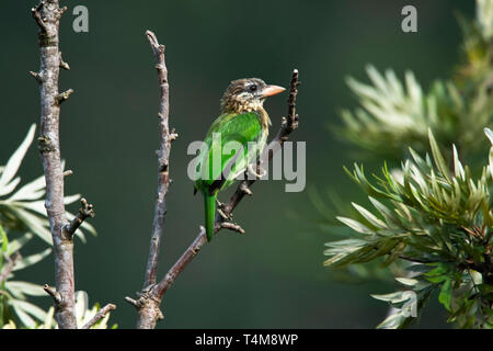 Weiß ist barbet, Psilopogon viridis, Nilgiri Berge, Western Ghats, Tamil Nadu, Indien. Stockfoto