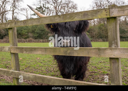 Eine Nahaufnahme von einem schwarzen Highland Kuh mit großen Hörnern Schauen durch einen Holzzaun Stockfoto