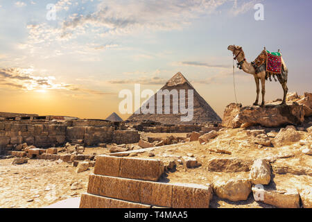 Ein Kamel in der Nähe der Pyramide des Khafre in Gizeh, Ägypten Stockfoto