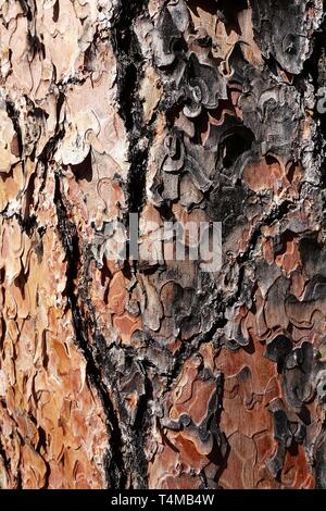 Braune Rinde eines Baumes mit einigen gebrannten Marke durch wildes Feuer getrennt. Schließen bis zum Detail. Stockfoto