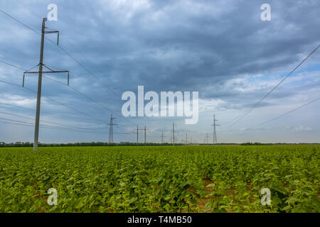 Sommerabend. Schwere Wolken über einem Feld mit Sonnenblumen. Stromleitungen Stockfoto