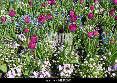 Tulpen und andere Blumen im Garten Stockfoto