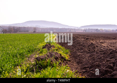 Furche zwischen einem frisch gepflügten Feldes und ein Feld der jungen Weizen Stockfoto