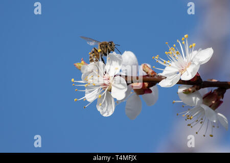 Biene auf einer Aprikose Blume auf der Suche nach Nektar Stockfoto