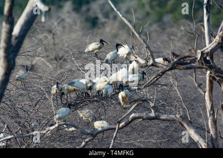 Black-headed Ibis. Threskiornis Melanocephalus. Kleine Herde in toter Baum. Sri Lanka. Stockfoto