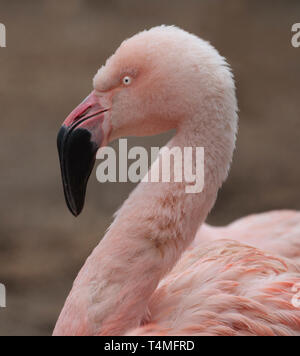Chilenische Flamingo (Phoenicopterus Chilensis) Stockfoto