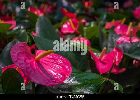 Nahaufnahme der selektiven Fokus rosa anthurium Blumen (tailflower, Flamingo Blume, laceleaf) mit grünen Blättern. Schönen leuchtenden bunten tropischen Fluss Stockfoto