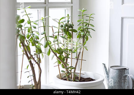 Konzept der Garten. Pflanzen Liebhaber. Stilvolles Interieur. Stockfoto