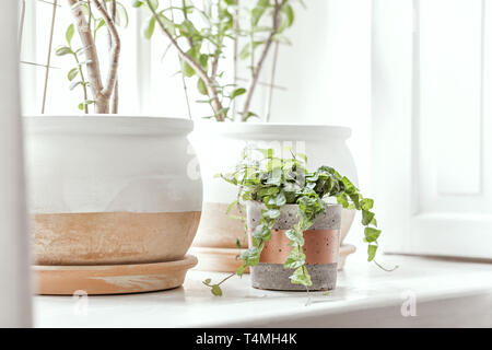 Konzept der Garten. Pflanzen Liebhaber. Stilvolles Interieur. Stockfoto