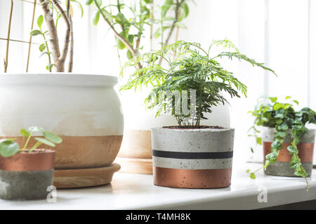 Konzept der Garten. Pflanzen Liebhaber. Stilvolles Interieur. Stockfoto