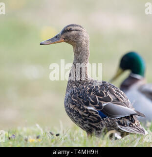 Weibliche Stockente (Anas Platyrhynchos) Stockfoto