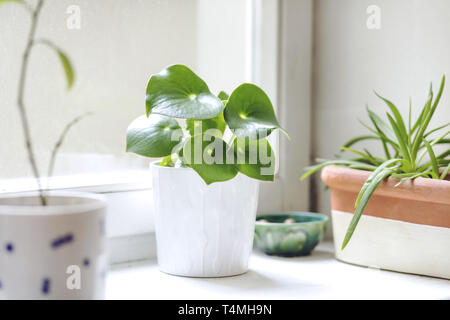 Konzept der Garten. Pflanzen Liebhaber. Stilvolles Interieur. Stockfoto