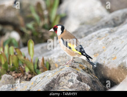 Stieglitz (Zuchtjahr Zuchtjahr) Stockfoto