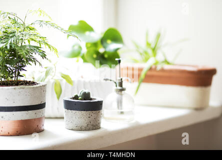 Konzept der Garten. Pflanzen Liebhaber. Stilvolles Interieur. Stockfoto