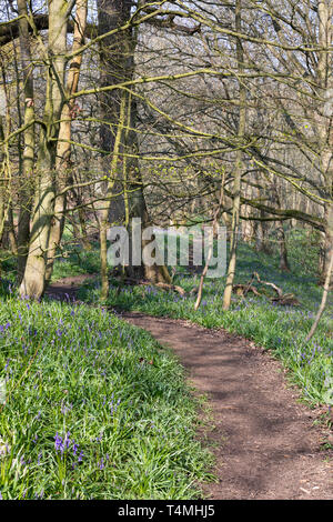 Ein Pfad windet und Wogt zwischen Laubbäume. Bluebells kann durch den Weg gesehen werden. Sonnenlicht durch die Bäume macht dappled Schatten auf dem Boden. Stockfoto