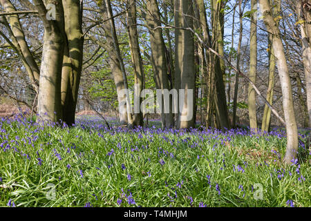Frühling in einem englischen Holz. Leuchtet durch Sonnenlicht, bluebells Teppich den Waldboden, um die Stämme der Reifen Buche. Stockfoto