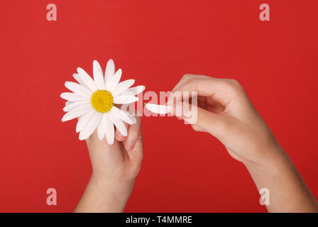 Liebt oder nicht liebt mich, Sie zupfen die Blütenblätter einer Kamille. Menschliche Hände auf ein Blütenblatt aus einem Kopf von Gänseblümchen auf rotem Hintergrund, Ansicht von oben. Stockfoto